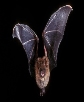 Bat | Description, Habitat, Diet, Classification, & Facts ...